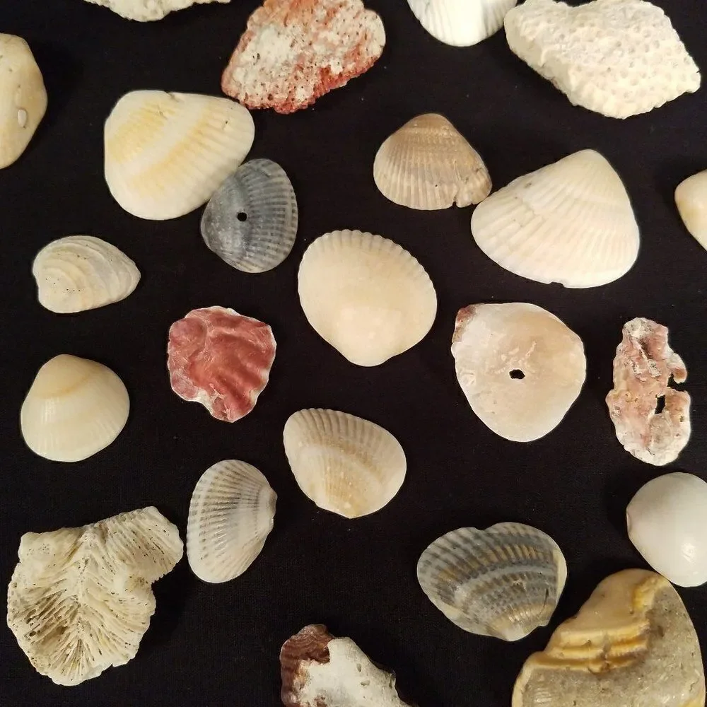 Small Corals & Seashells Arts Crafts Jewelry #8